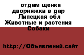 отдам щенка дворняжки в дар - Липецкая обл. Животные и растения » Собаки   